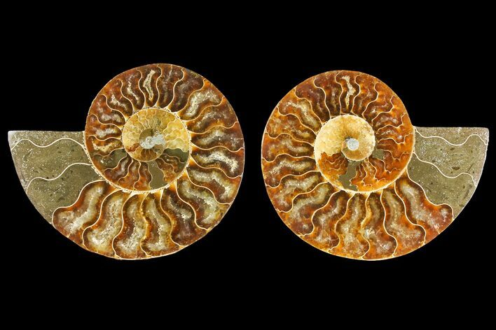 Agatized Ammonite Fossil - Madagascar #139739